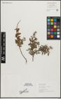 Foto von Salix repens L.